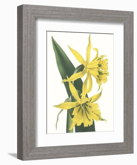 Floral Beauty VIII-Vision Studio-Framed Art Print