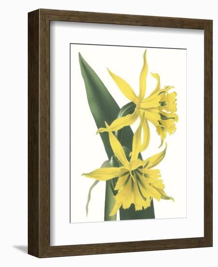 Floral Beauty VIII-Vision Studio-Framed Art Print