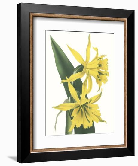 Floral Beauty VIII-Vision Studio-Framed Art Print