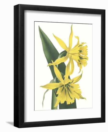 Floral Beauty VIII-Vision Studio-Framed Art Print