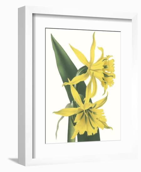 Floral Beauty VIII-Vision Studio-Framed Art Print