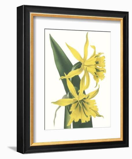 Floral Beauty VIII-Vision Studio-Framed Art Print