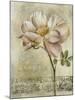 Floral Blush IV-Carney-Mounted Giclee Print