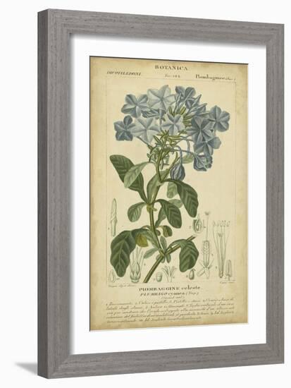 Floral Botanica II-Turpin-Framed Art Print