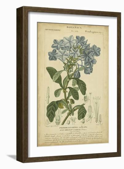 Floral Botanica II-Turpin-Framed Art Print