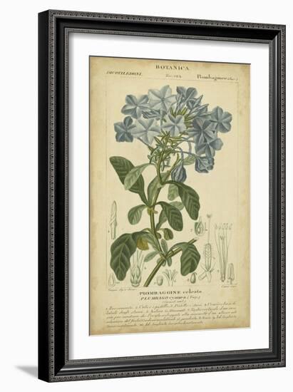 Floral Botanica II-Turpin-Framed Art Print