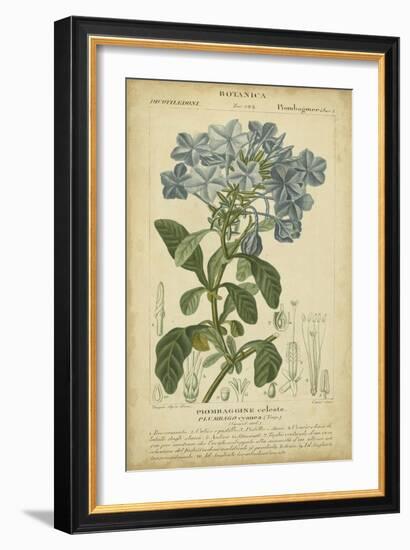 Floral Botanica II-Turpin-Framed Art Print