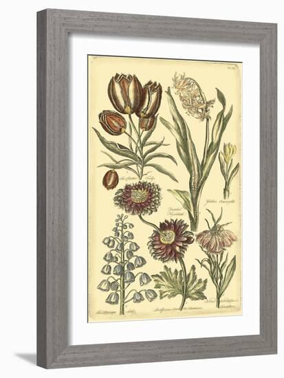 Floral Bounty II-Vision Studio-Framed Art Print