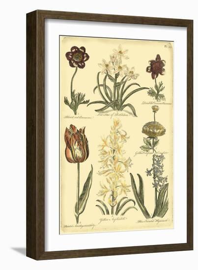 Floral Bounty IV-Vision Studio-Framed Art Print