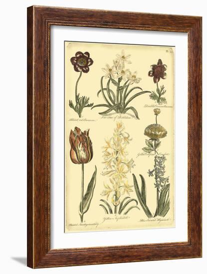 Floral Bounty IV-Vision Studio-Framed Art Print