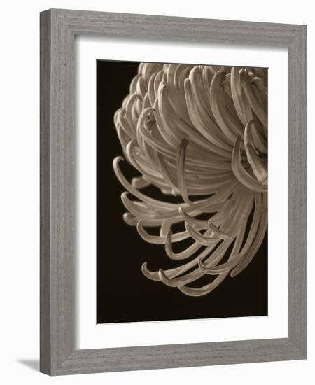 Floral Close-Up 1-Doug Chinnery-Framed Photographic Print