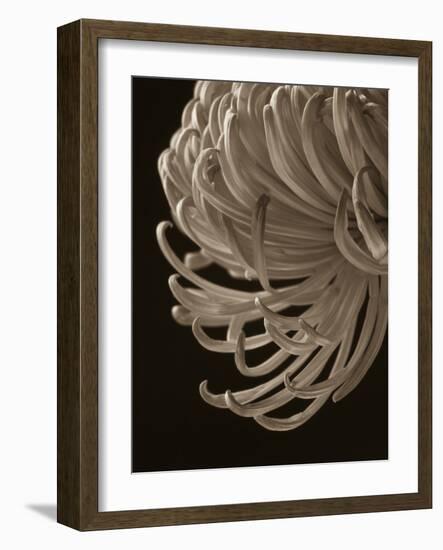 Floral Close-Up 1-Doug Chinnery-Framed Photographic Print