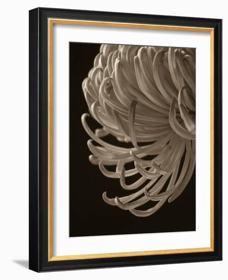 Floral Close-Up 1-Doug Chinnery-Framed Photographic Print