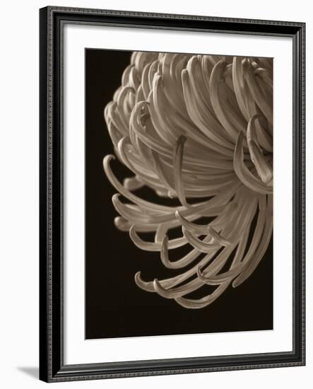 Floral Close-Up 1-Doug Chinnery-Framed Photographic Print