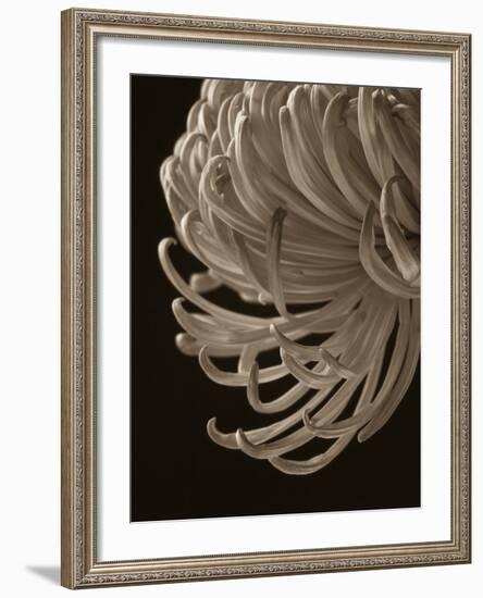 Floral Close-Up 1-Doug Chinnery-Framed Photographic Print