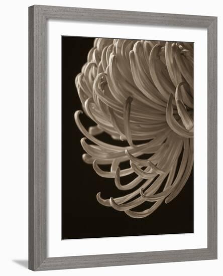 Floral Close-Up 1-Doug Chinnery-Framed Photographic Print