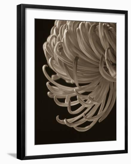 Floral Close-Up 1-Doug Chinnery-Framed Photographic Print