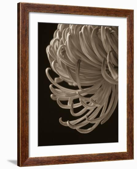 Floral Close-Up 1-Doug Chinnery-Framed Photographic Print