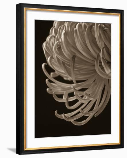 Floral Close-Up 1-Doug Chinnery-Framed Photographic Print