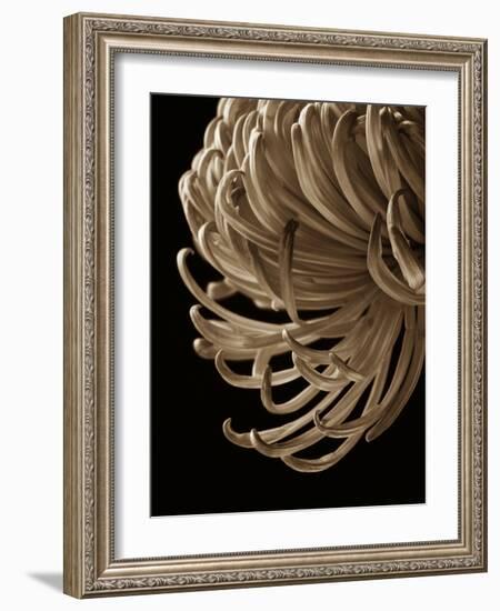 Floral Close Up 2-Doug Chinnery-Framed Photographic Print