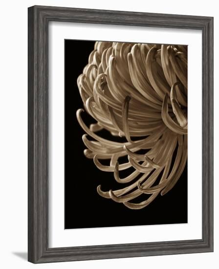 Floral Close Up 2-Doug Chinnery-Framed Photographic Print