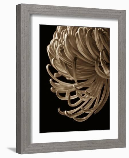 Floral Close Up 2-Doug Chinnery-Framed Photographic Print