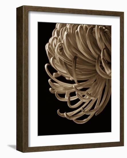 Floral Close Up 2-Doug Chinnery-Framed Photographic Print