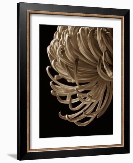 Floral Close Up 2-Doug Chinnery-Framed Photographic Print