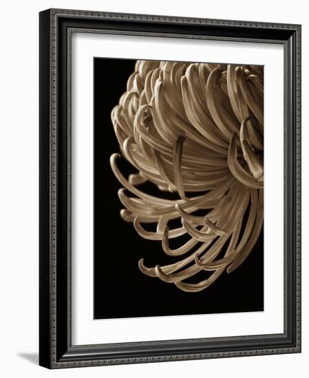 Floral Close Up 2-Doug Chinnery-Framed Photographic Print