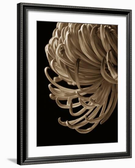 Floral Close Up 2-Doug Chinnery-Framed Photographic Print