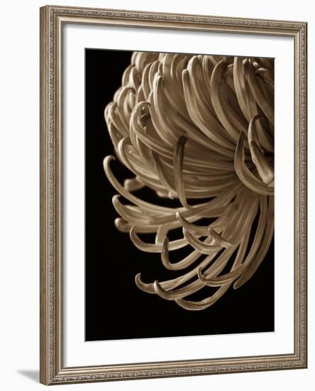 Floral Close Up 2-Doug Chinnery-Framed Photographic Print