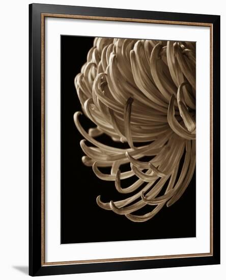 Floral Close Up 2-Doug Chinnery-Framed Photographic Print