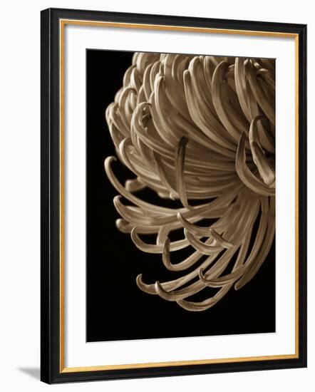 Floral Close Up 2-Doug Chinnery-Framed Photographic Print