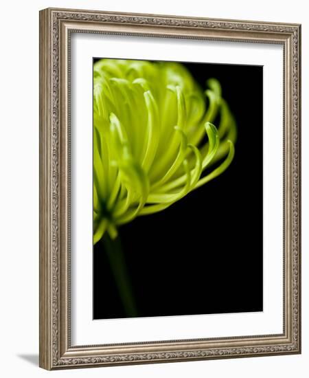 Floral Close-Up 3-Doug Chinnery-Framed Photographic Print