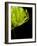 Floral Close-Up 3-Doug Chinnery-Framed Photographic Print