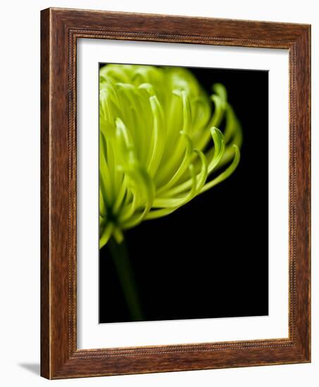 Floral Close-Up 3-Doug Chinnery-Framed Photographic Print