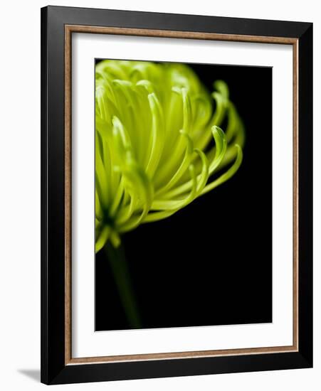 Floral Close-Up 3-Doug Chinnery-Framed Photographic Print