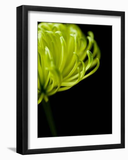 Floral Close-Up 3-Doug Chinnery-Framed Photographic Print