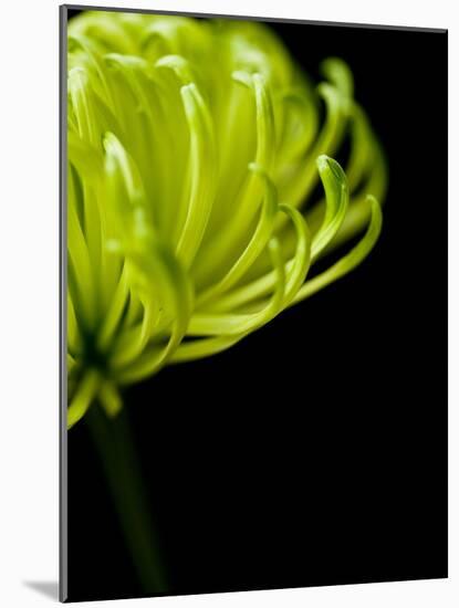 Floral Close-Up 3-Doug Chinnery-Mounted Photographic Print