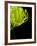 Floral Close-Up 3-Doug Chinnery-Framed Photographic Print