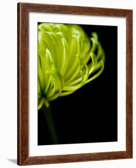 Floral Close-Up 3-Doug Chinnery-Framed Photographic Print