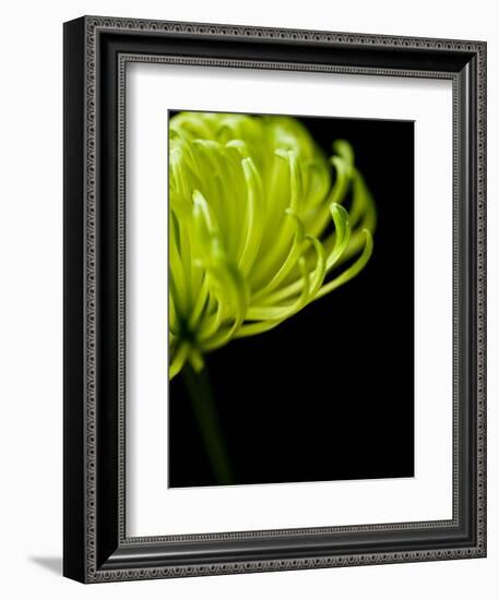 Floral Close-Up 3-Doug Chinnery-Framed Photographic Print