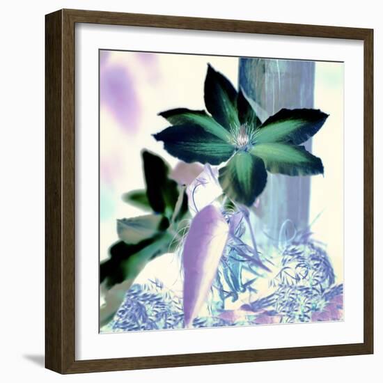 Floral Color #10-Alan Blaustein-Framed Photographic Print