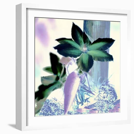 Floral Color #10-Alan Blaustein-Framed Photographic Print