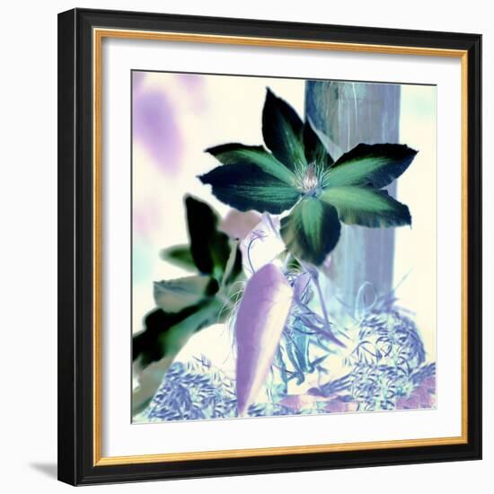 Floral Color #10-Alan Blaustein-Framed Photographic Print