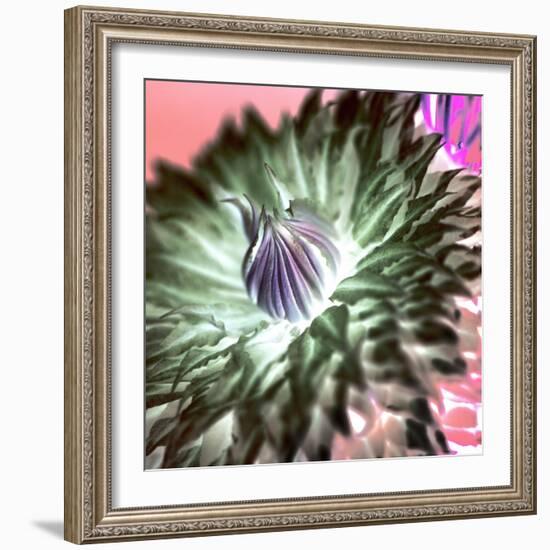 Floral Color #11-Alan Blaustein-Framed Photographic Print