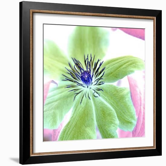 Floral Color#12-Alan Blaustein-Framed Photographic Print