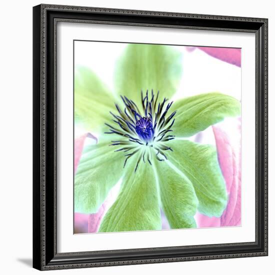 Floral Color#12-Alan Blaustein-Framed Photographic Print