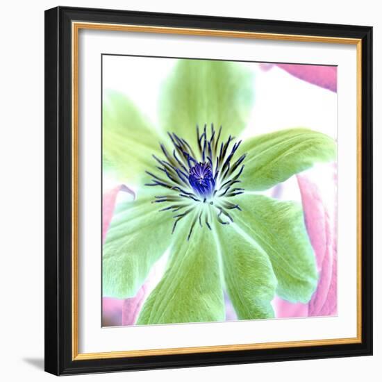 Floral Color#12-Alan Blaustein-Framed Photographic Print