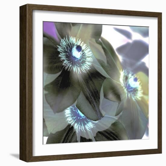 Floral Color #14-Alan Blaustein-Framed Photographic Print